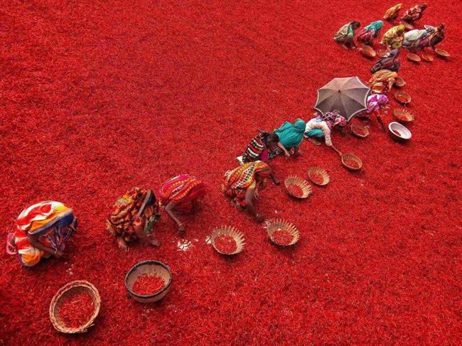تصویری سوزان از مزرعه‌ای قرمز در بنگلادش!