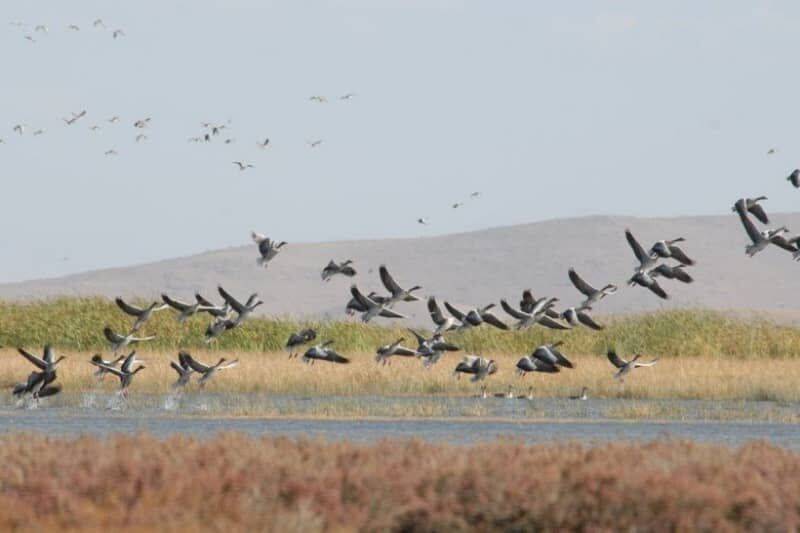 جمعیت پرندگان بومی در تالاب های نقده حدود 25 درصد افزایش یافت