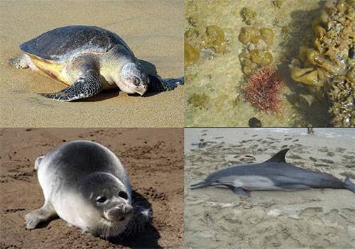 افزایش گونه‌های دریایی مناطق تحت حفاظت سازمان محیط زیست