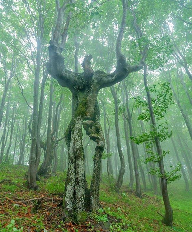 با درخت انسان نمای عجیب بلغارستان آشنا شوید