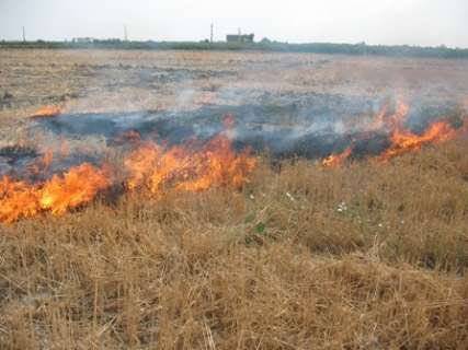 اخطار جدی محیط زیست شهرستان نظرآباد/ برخورد قانونی با متخلفان آتش زدن کاه و کلش