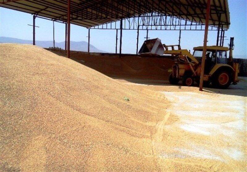 5.5 میلیون تن گندم از کشاورزان خریداری شد