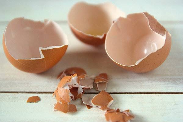 eggshells