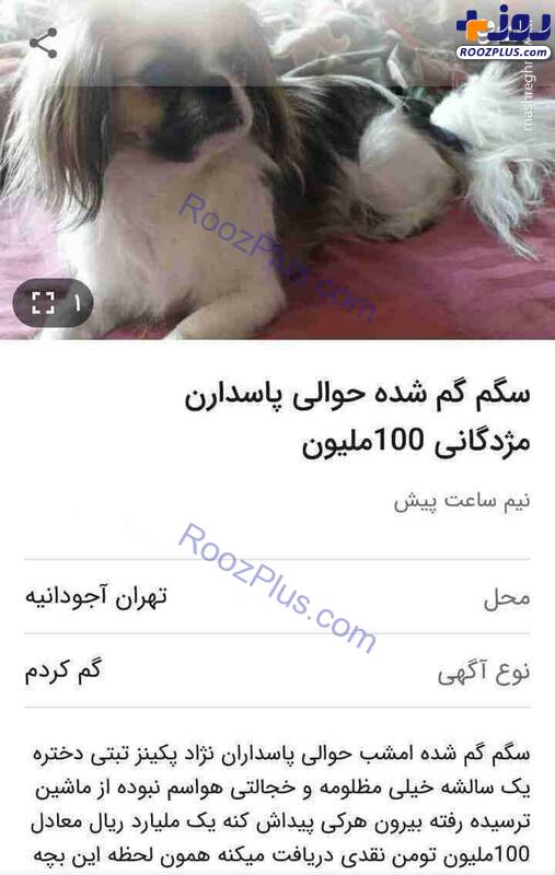 سگ گمشده