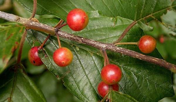 عکس گیاه سیاه توسه 