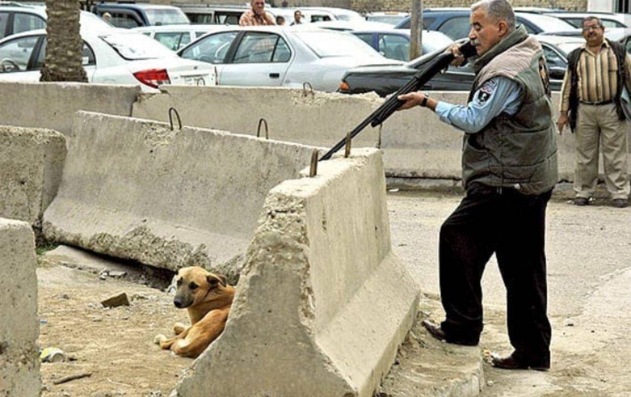 تأیید کشتار سگ‌های ولگرد با آمپول اسید توسط عضو شورای شهر تهران