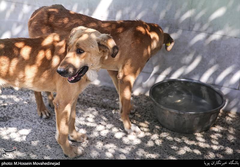 رفع نواقص نقاهتگاه سگ‌های بدون صاحب کهریزک تا 10 روز آینده