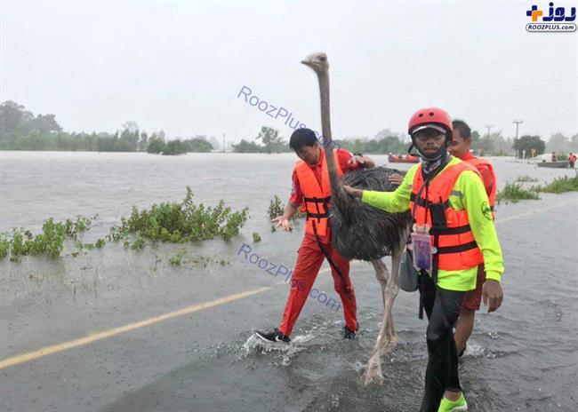عکس: نجات یک شتر مرغ از سیلاب توفانی در تایلند