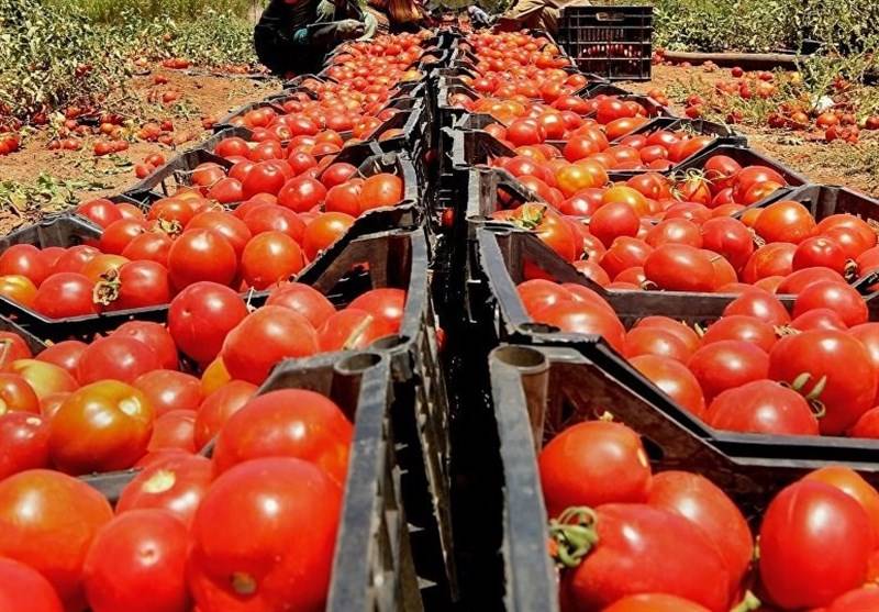 ادامه خرید حمایتی گوجه از کشاورزان برای حفظ قیمت
