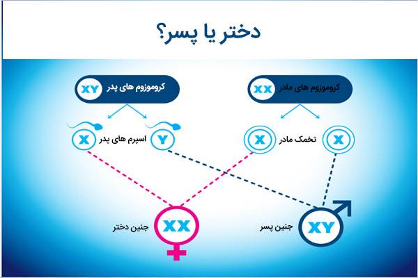 استفاده از کیت تخمک گذاری برای دختردار شدن