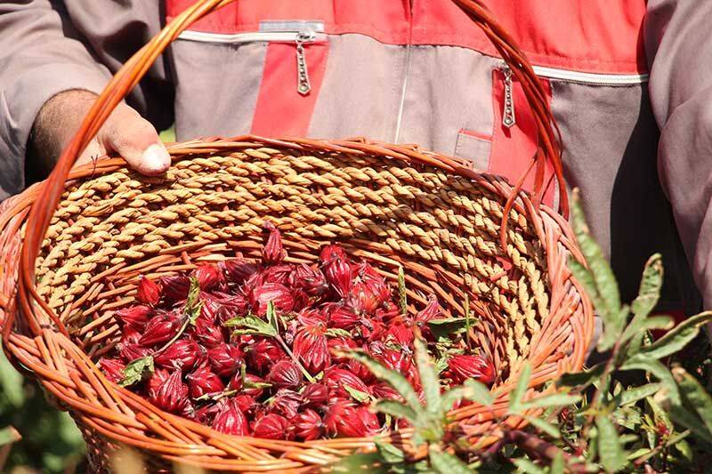 کاشت گیاهان دارویی در میبد مقرون به صرفه‌ است