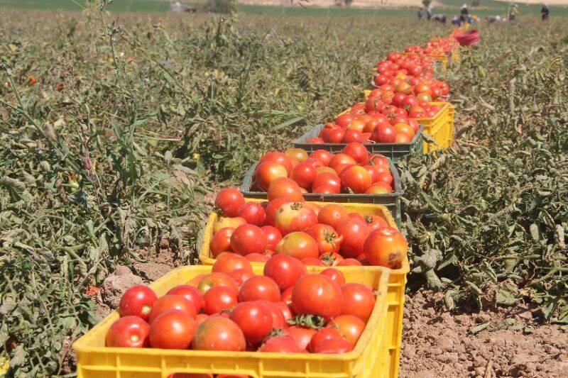 گوجه فرنگی در شاهرود ارزان و دنبال مشتری