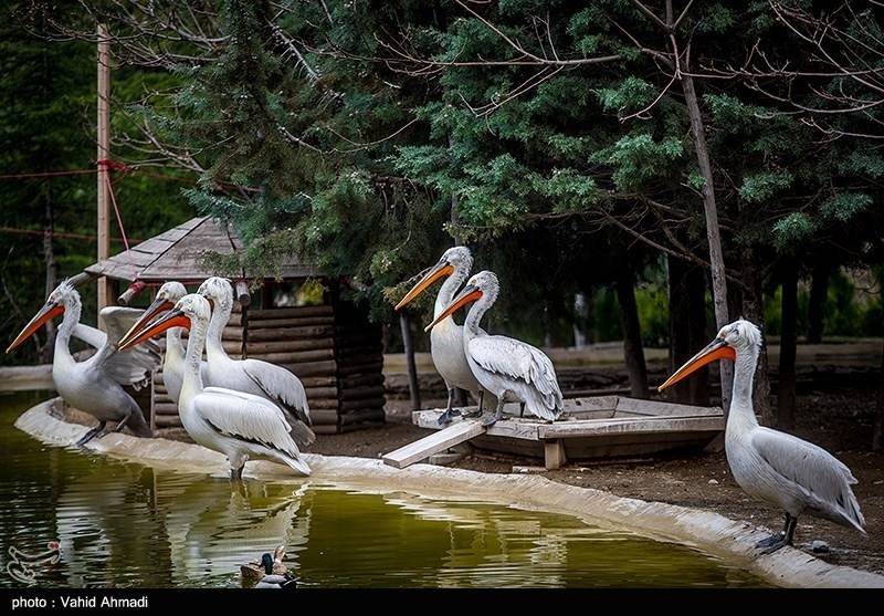 آیا معامله بزرگی بر سر "پرندگان مهاجر باغ پرندگان تهران" در کار است؟! + سند