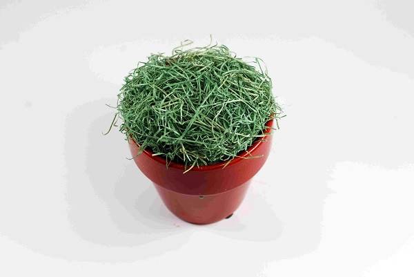 پوشال برای ساخت کاردستی روز دانش آموز پوشال برای ساخت کاردستی روز دانش آموز