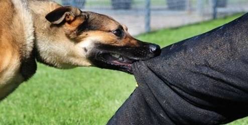 جزئیات حادثه حمله سگ رها شده به دو شهروند در دزاشیب