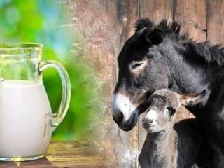 اما و اگرهای مصرف شیر الاغ؛ از سلامت تا کراهت