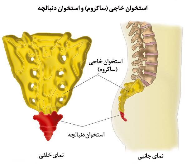 اعضای بدن انسان