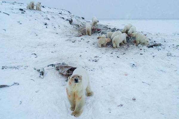 هجوم ده ها خرس قطبی گرسنه به روستایی در شمال روسیه