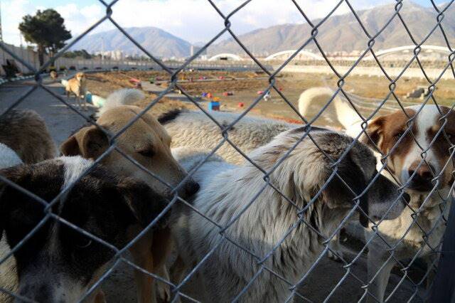 تحویل80 قلاده سگ بی‌صاحب به حامیان حیوانات در تهران