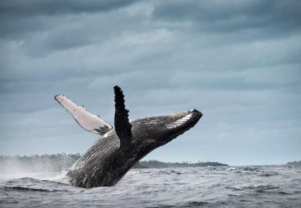 نهنگ‌های غول پیکر برای شکار ماهیان کوچک از پنهانکاری استفاده می‌کنند