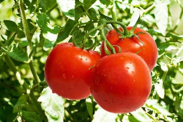 افزایش 171 درصدی قیمت گوجه‌فرنگی