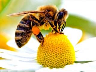 درمان درد‌های مفصلی با زهر زنبور عسل