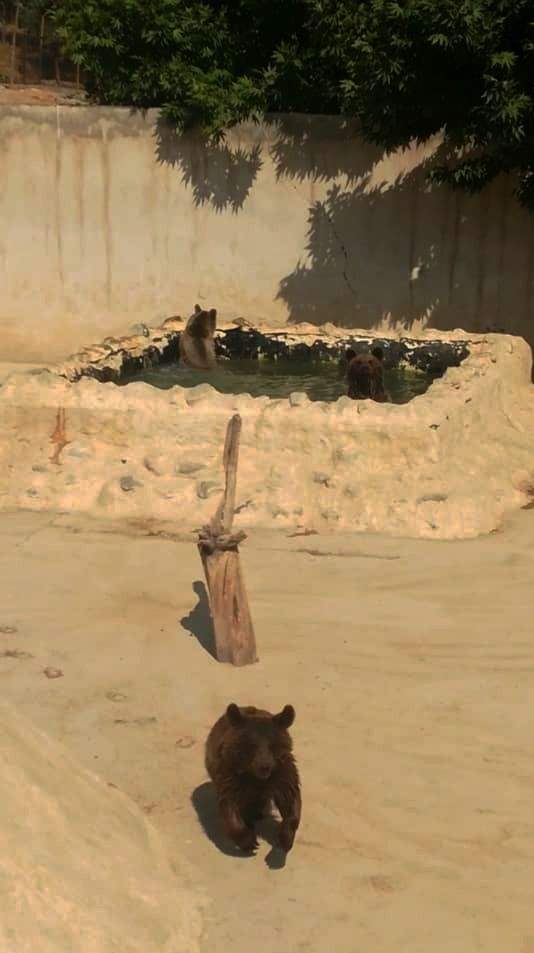 سازمان محیط زیست ,
