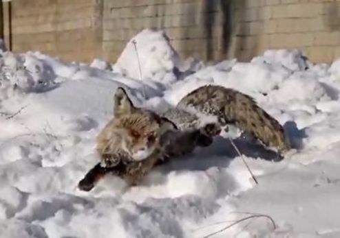 انجماد یک روباه در ترکیه به دلیل سرمای سیبری! +عکس و فیلم