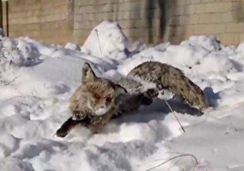 انجماد یک روباه در ترکیه به دلیل سرمای سیبری! +عکس و فیلم انجماد یک روباه در ترکیه به دلیل سرمای سیبری! +عکس و فیلم