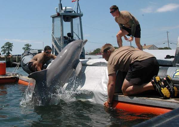 برای سال ها، بوریس ژورید روسی مشغول آموزش دسته ای از دلفین ها به منظور انجام عملیات های ترور برای نیروی دریایی اتحاد جماهیر شوروی بوده است