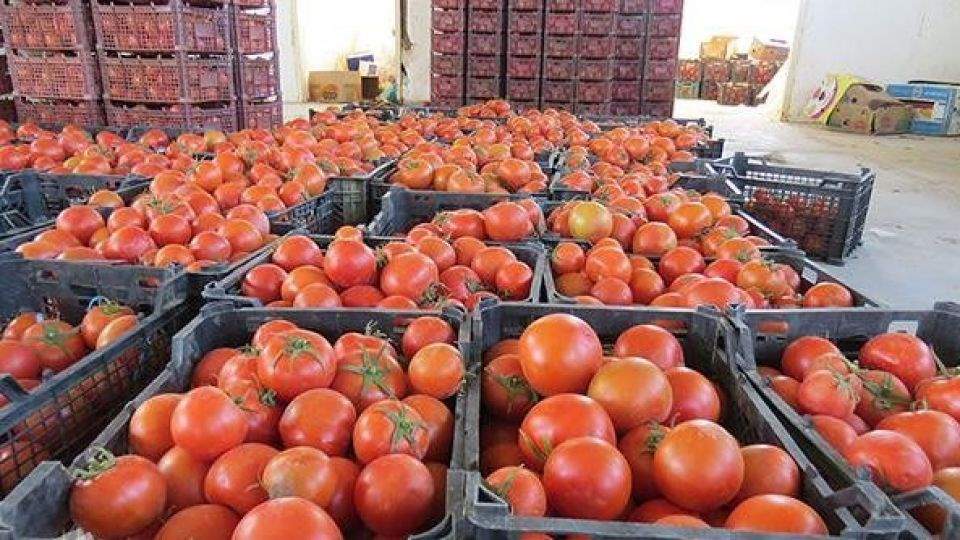 افزایش نرخ گوجه فرنگی ربطی به سیلاب سیستان و بلوچستان ندارد