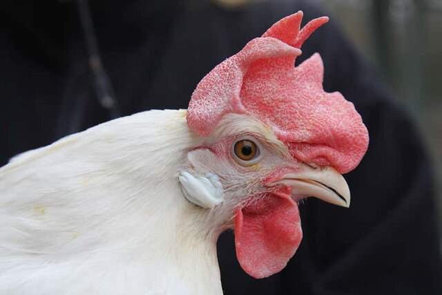 مرغ‌های اصلاح شده ژنتیکی در برابر ویروس مقاوم شدند
