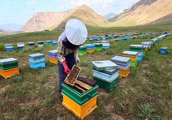نیش زنبورداران بر تن محیط زیست؟