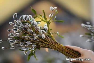 خواص بیدمشک و شناخت کاربردهای درمانی و دارویی عرق این گیاه