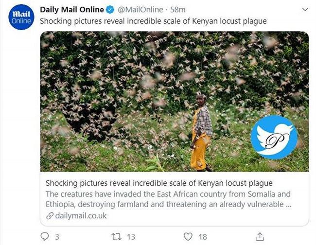 تصویری شوک آور از ملخ‌ها در حال خوردن کشور کنیا!