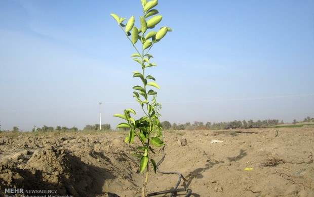 12000 اصله درخت در غرب تهران کاشته می‌شود