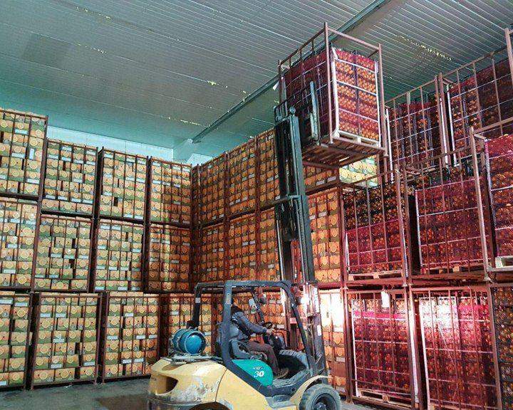 صادرات بیش از 1200 تن محصولات کشاورزی با حمایت بنیاد برکت