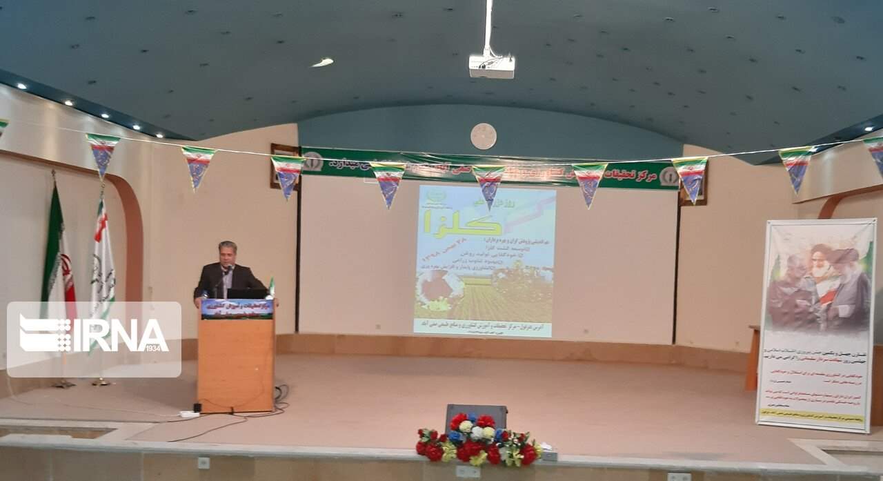 کلزا در خوزستان و گلستان رقیب جدی دارد