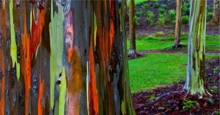تصاویری از درختان شگفت‌انگیزی در فیلیپین با تنه‌هایی رنگین‌کمانی│ فقط پنج نقطه از زمین میزبان این درختان‌ هستند