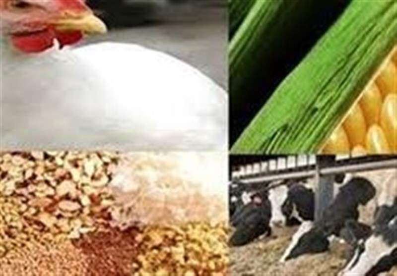 هشدار انجمن خوراک دام درباره ایجاد بحران در تامین مرغ و تخم مرغ + سند
