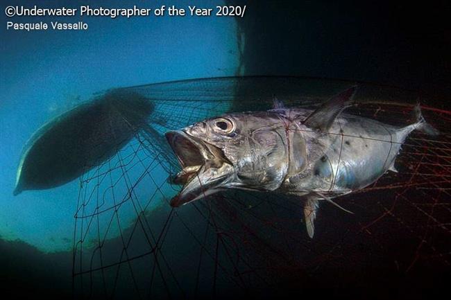 مسابقه عکاسی زیر آب سال 2020