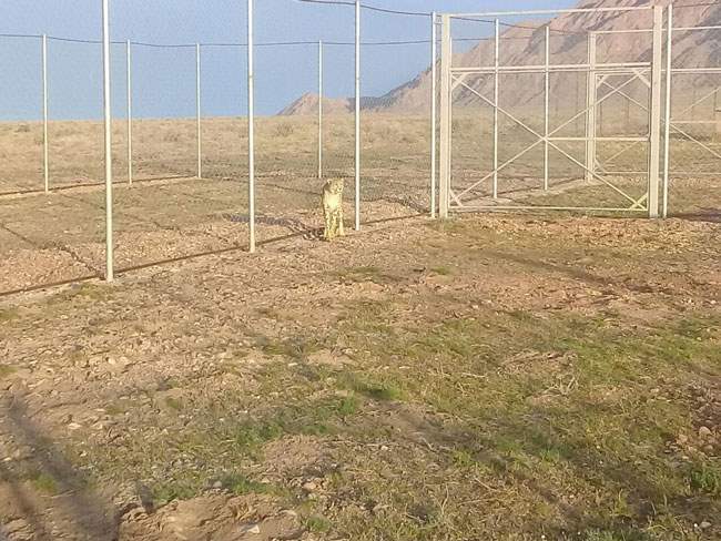 نخستین تصویر از حضور یوزپلنگ ایرانی در توران