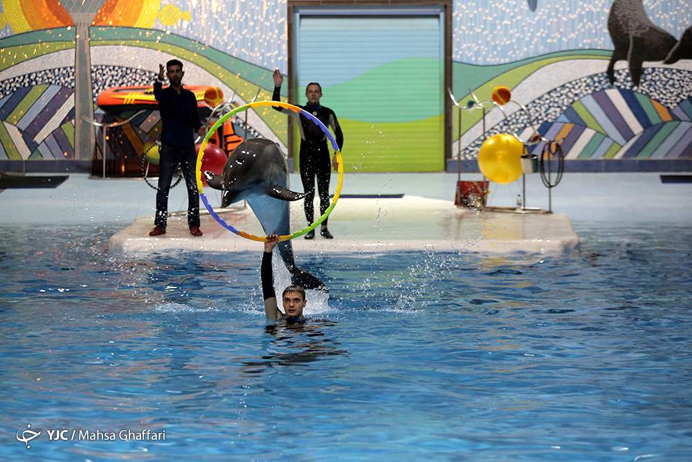 تنها دلفین دلفیناریوم برج میلاد به دریای سیاه منتقل می‌شود