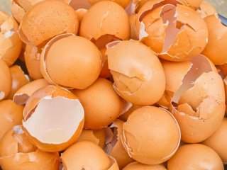 8 دلیلی که نباید پوست تخم‌مرغ را دور بیندازیم