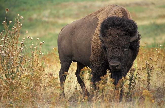 گاومیش کوهان دار آمریکایی ( American bison) یک پستاندار سم دار و گیاهخوار است که در دشت های ایالات متحده و کانادا زندگی می کند.