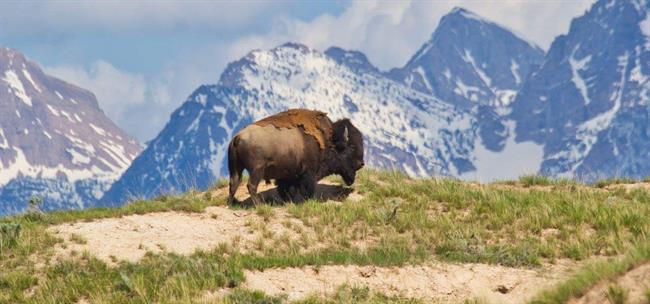 گاومیش کوهان دار آمریکایی ( American bison) یک پستاندار سم دار و گیاهخوار است که در دشت های ایالات متحده و کانادا زندگی می کند.