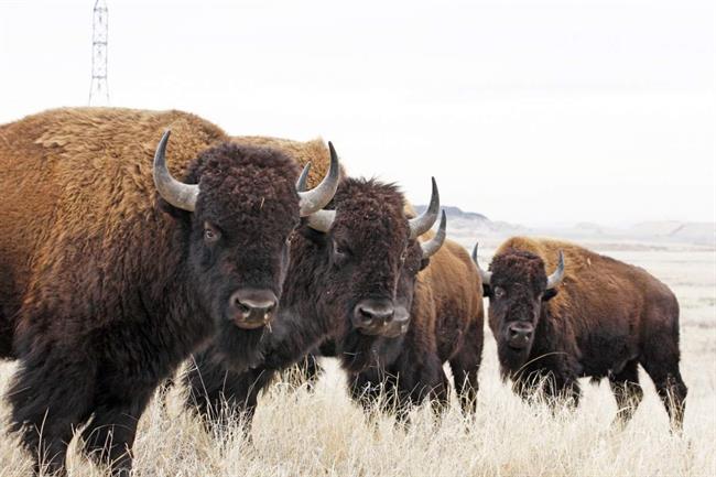 گاومیش کوهان دار آمریکایی ( American bison) یک پستاندار سم دار و گیاهخوار است که در دشت های ایالات متحده و کانادا زندگی می کند.