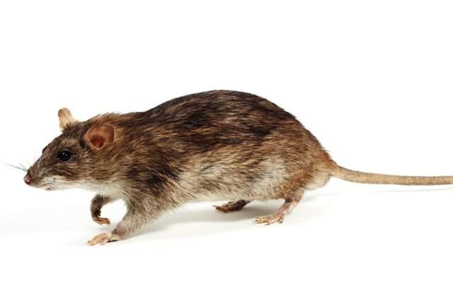 طعمه‌گذاری بیش از 400 منفذ موش در محورهای آلوده منطقه 19