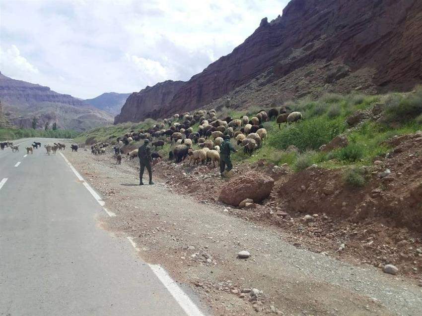 دام‌های غیر مجاز از مراتع تنها پناهگاه حیات وحش استان تهران خارج شدند