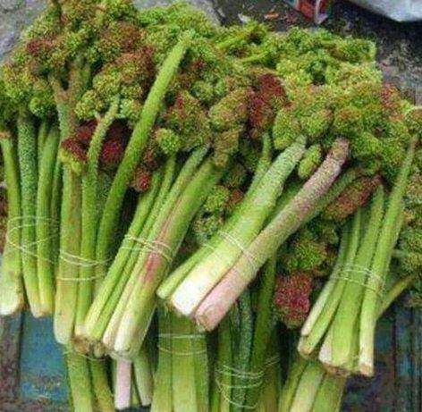 چند خواص شگفت انگیز گیاه ریواس